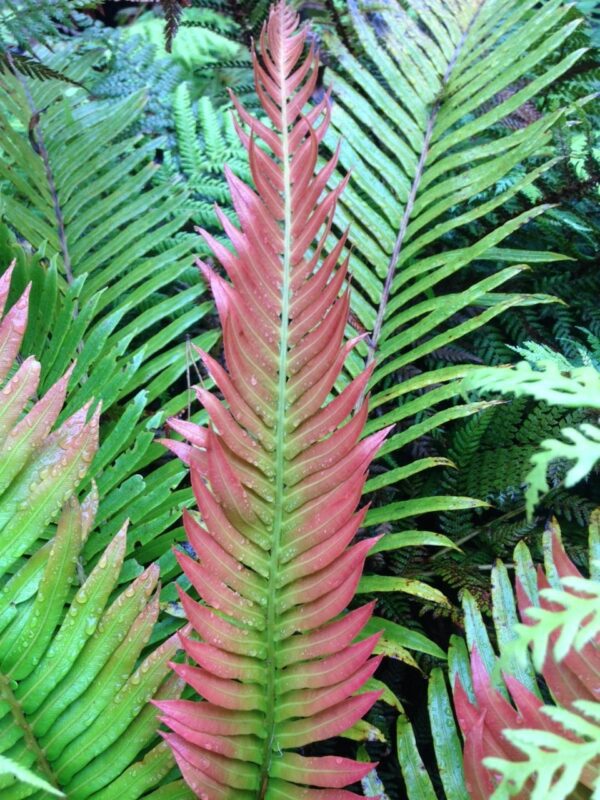 Blechnum magellanicum?