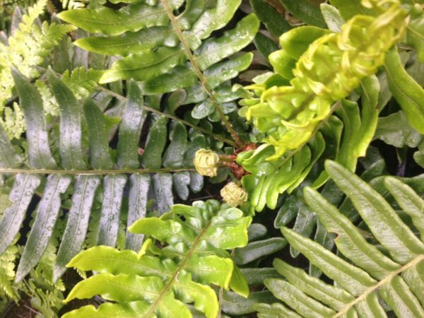 Blechnum cycadifolium?