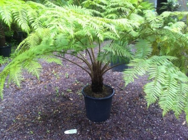 Cyathea cooperi?